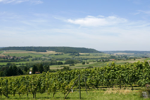 Auch in Torgny in der Gaume wird Weinanbau betrieben. Fotos: Reporters