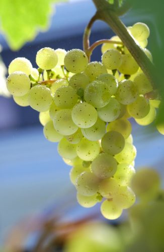Wenn weiße Trauben mit Schäle vergärt werden, entsteht orangener Wein - auf der Messe ProWein ist er in diesem Jahr stark vertreten. Foto: DWI/dpa-tmn