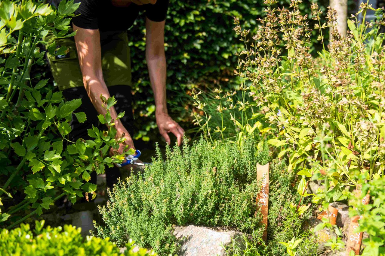 Kräuter aus dem Garten und vom Balkon: Thymian richtig ernten – Apéro